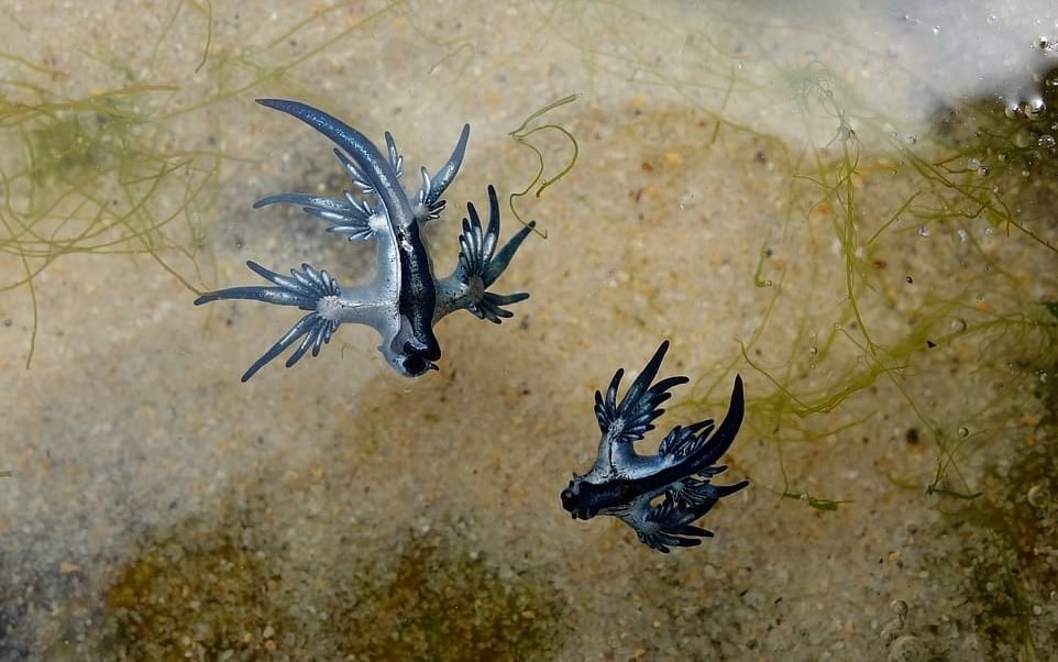 O dragão azul, uma criatura marinha